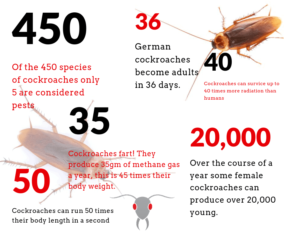 Facts About Roaches in Tulsa Oklahoma