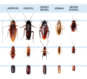 Common Roaches in Oklahoma