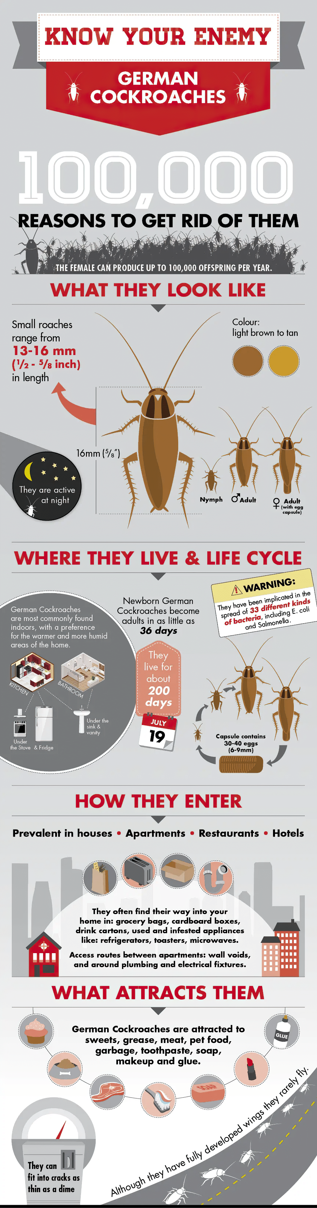 The German Cockroach Life Cycle and Why They Are So Hard to Eliminate