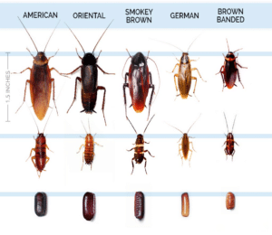 **Managing German Cockroaches in an Apartment Complex**
Effective strategies to control infestations and maintain a clean, pest-free environment.
