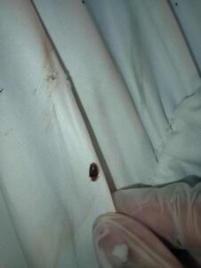 German Cockroaches: Thriving vs. Surviving in Homes