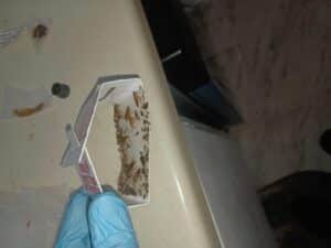 How to get rid of the roaches in the winter ?