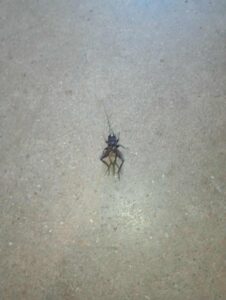 5 Ways to Eliminate Roaches Today