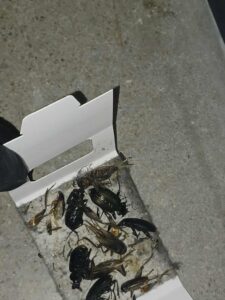 5 Product Exterminators use to get rid of Roaches