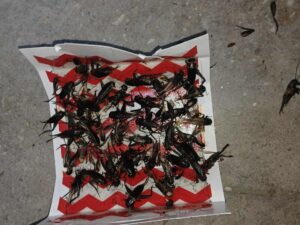 What helps German roaches reproduce so quickly ?