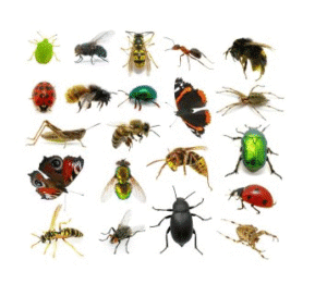 Common Pest in spring time 2024