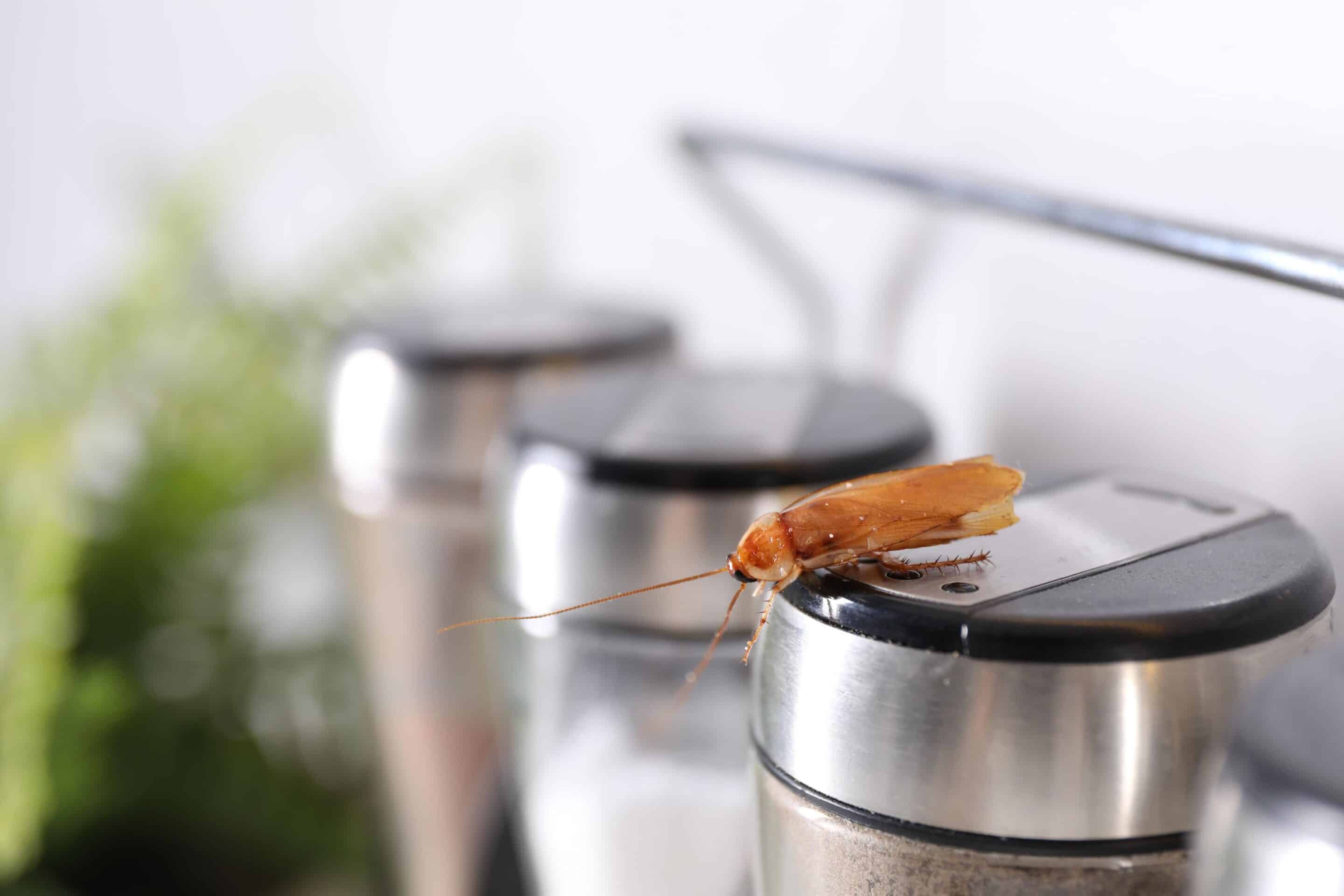 cockroach garbage can